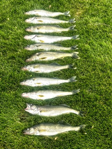 Walleye Willy